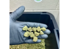 Affordable CBD Flower