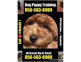 Dog Puppy 856-563-6909  Control NJ