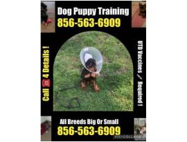 Obedience 856-563-6909 East Coast MD