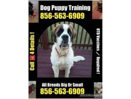 Dog 856-563-6909 Puppy Control NJ