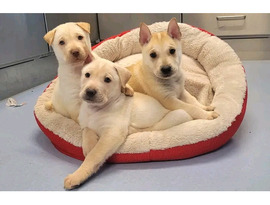 Dogs trust