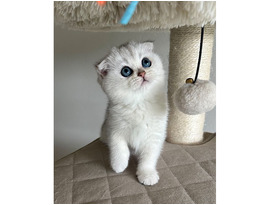 Scottish fold kittens for sale