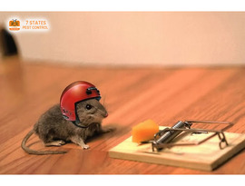 Looking for Affordable Rodent Control in Melbourne? Here’s What You Need to Know
