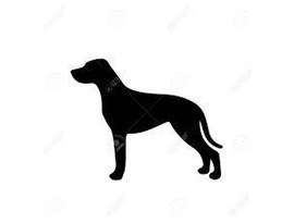 Need a dog walker in Anand Niketan, N. Delhi ( near Vasant Vihar ) for a friendly female GSD South D