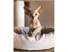 Munchkin kittens for sale