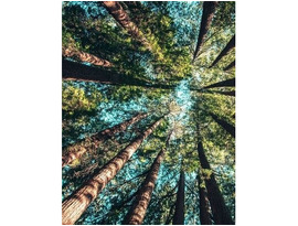 Find Out My Family Tree