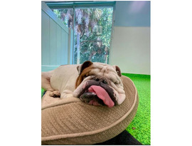 All Dogs Rock | West Palm’s #1 Pet Paradise!