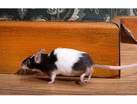 Rodent Pest Control | CPR Pest Services