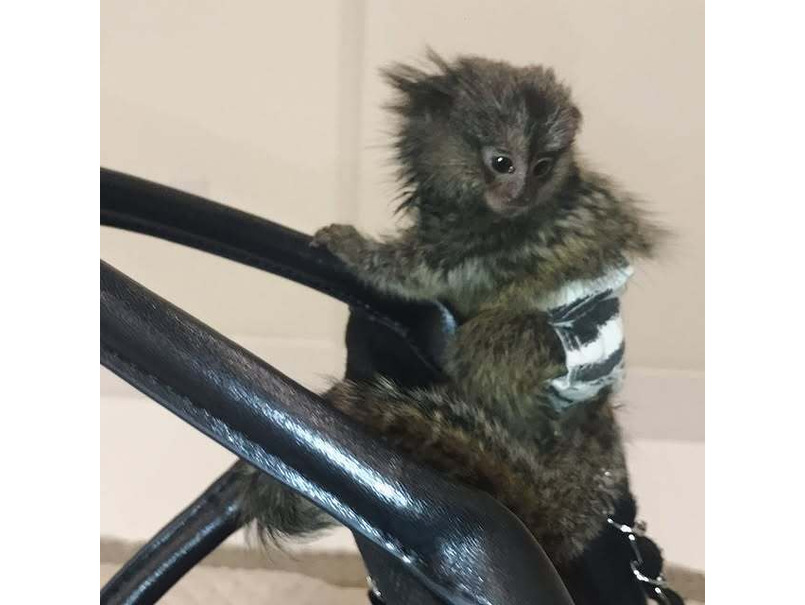 Marmosets Finger Monkeys For Sale