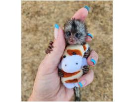 Marmosets Finger Monkeys For Sale