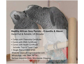 Healthy African Grey Parrots for Sale – Hand Raised & Fully Certified