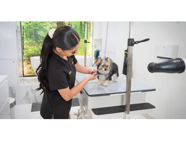 Discover the Best Pet Grooming Store in North Hollywood, USA – Fluffology